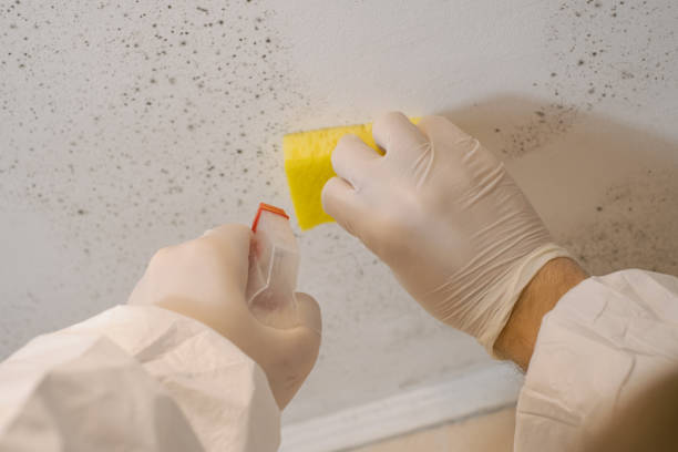 Dehumidification Services in Morrisonville, NY